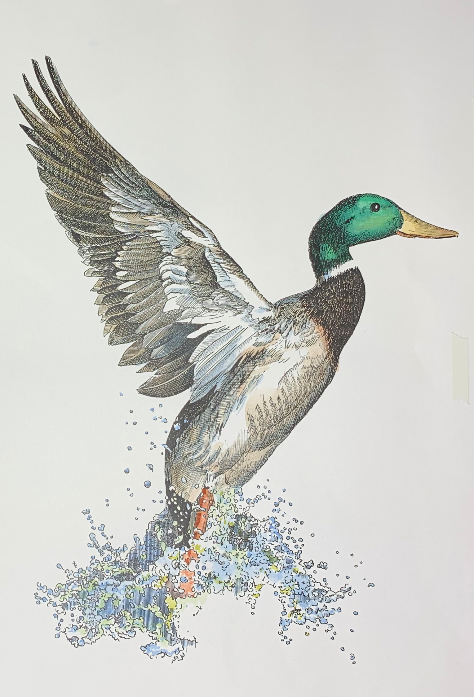 Mallard Duck — Reflections