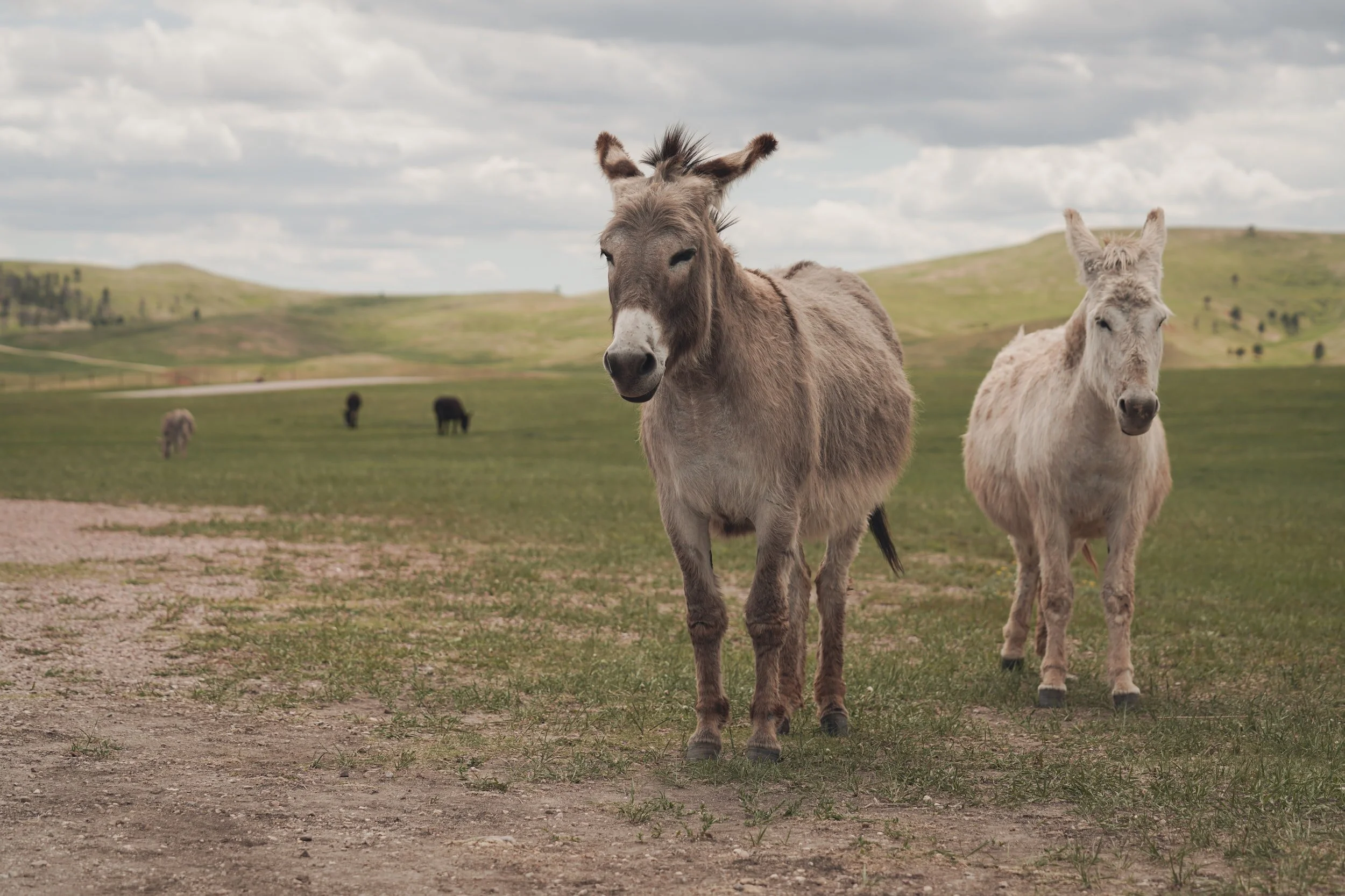 Parashah (Torah) Study + Discussion: Turning Curses into Blessings