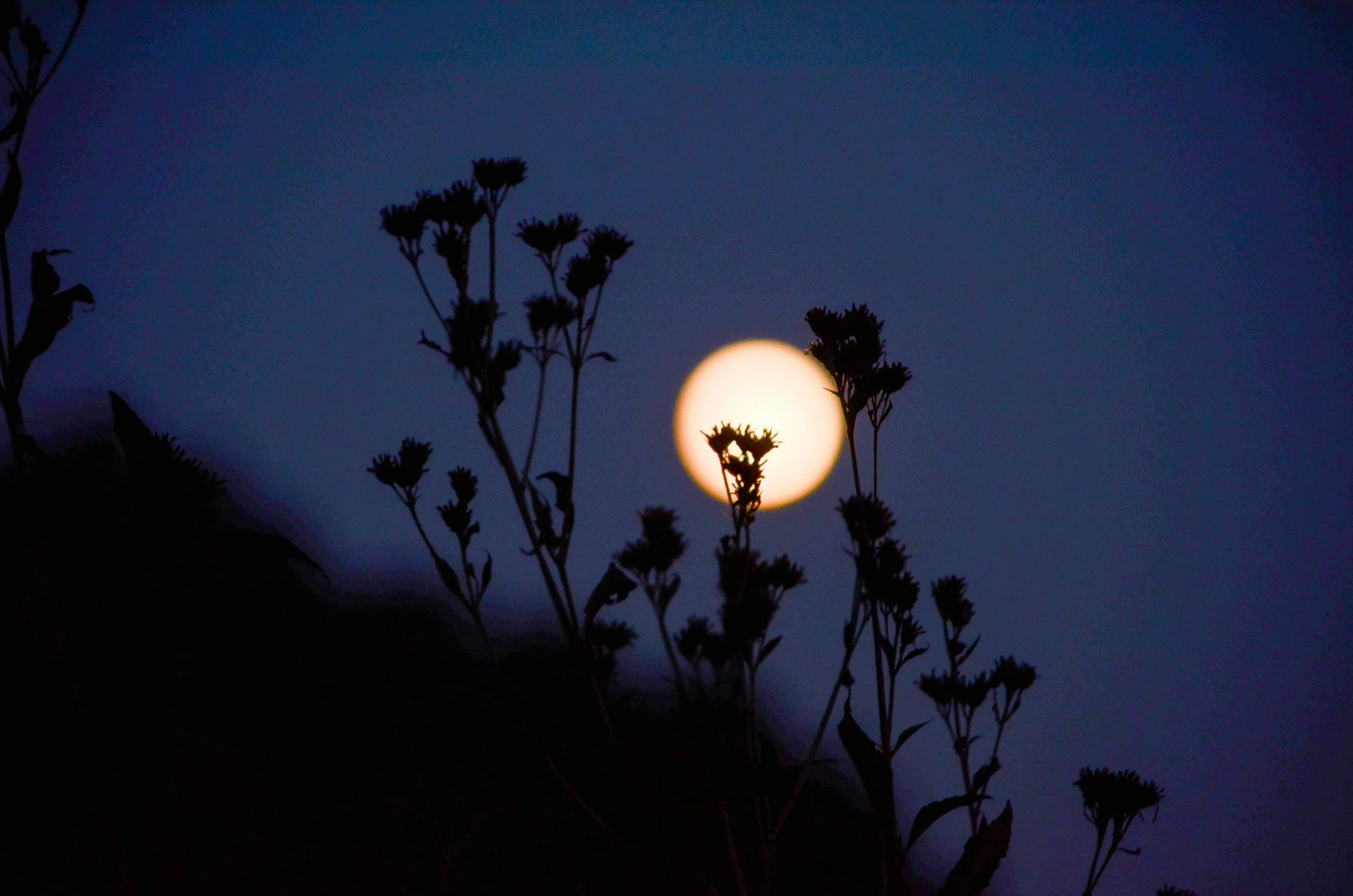 Art Under a Full Moon: Celebrating Tu B’Av