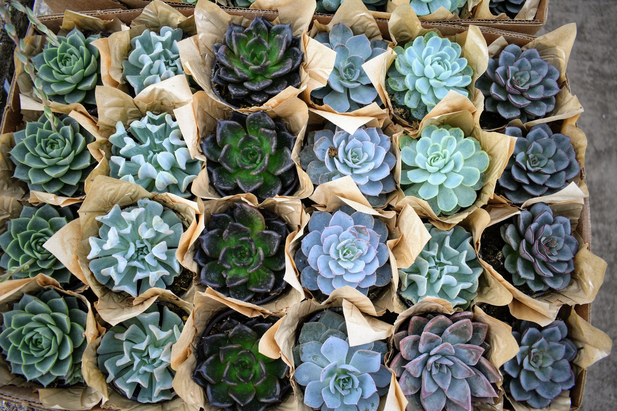 succulent assorted .JPG
