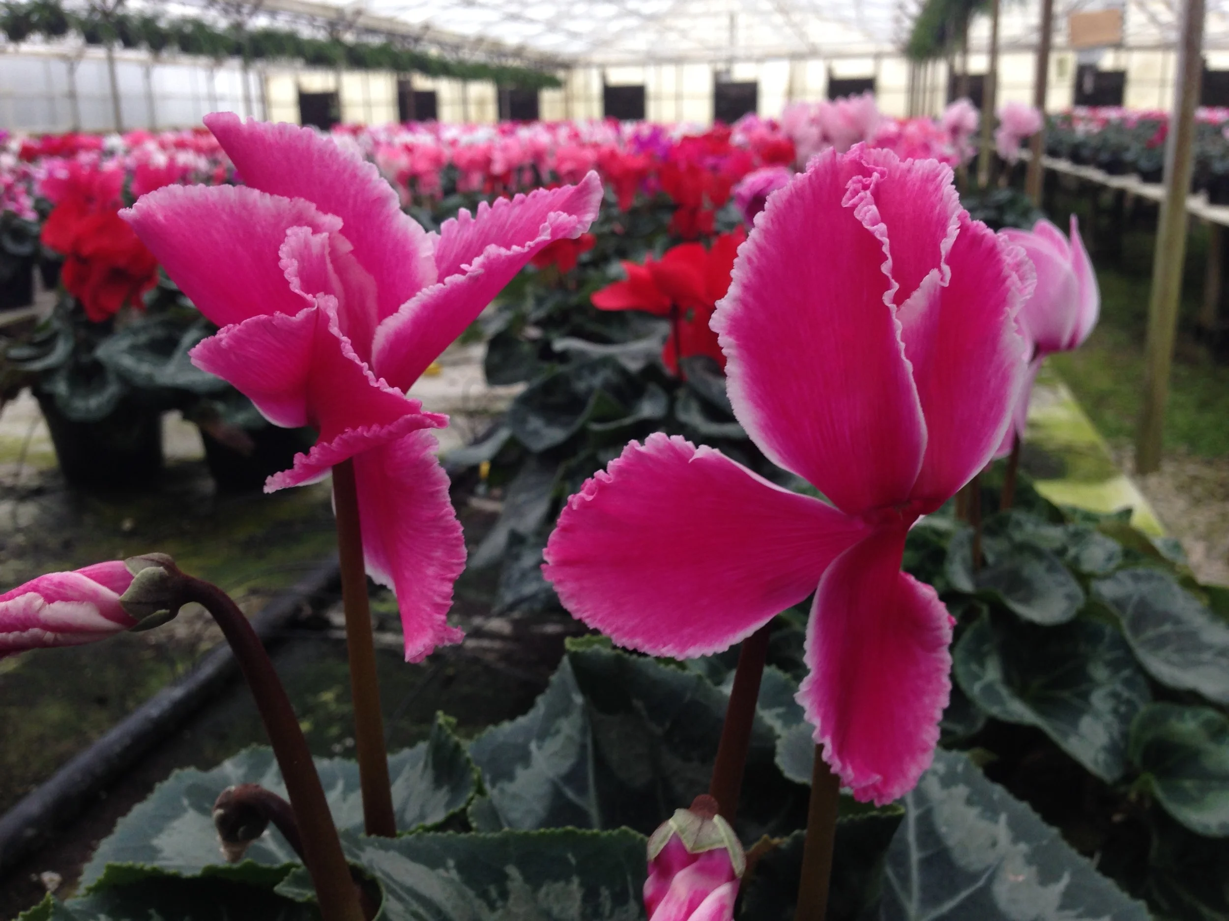 cyclamen .JPG