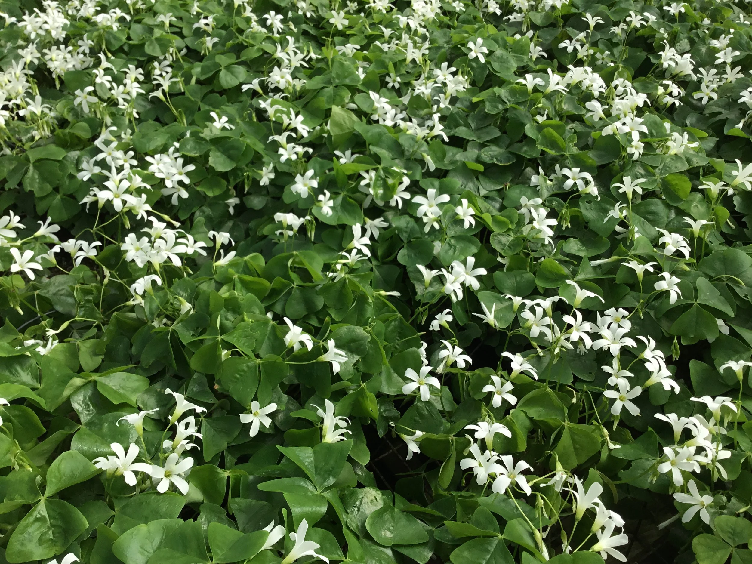 oxalis.3.JPG
