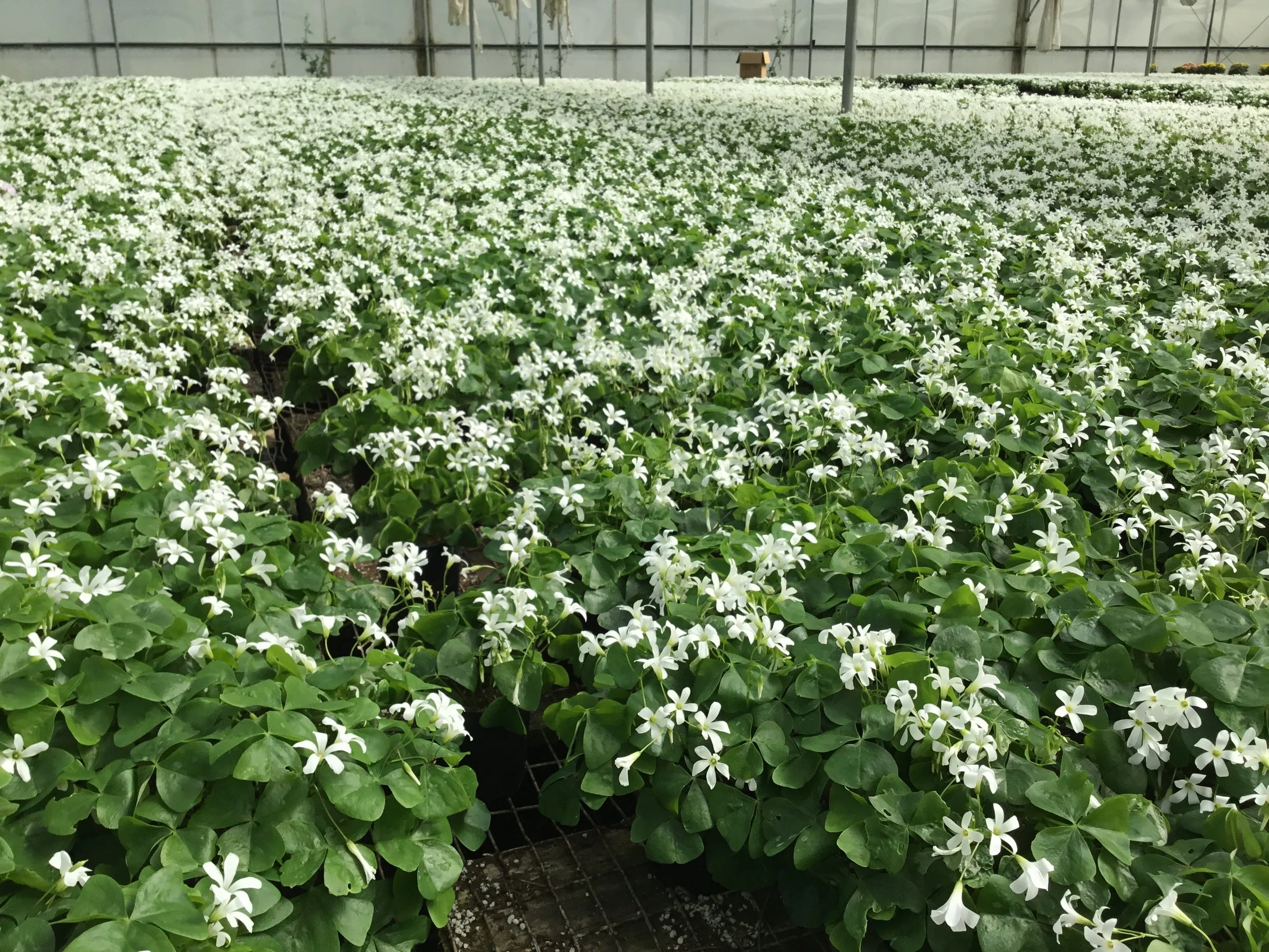 oxalis.2.JPG