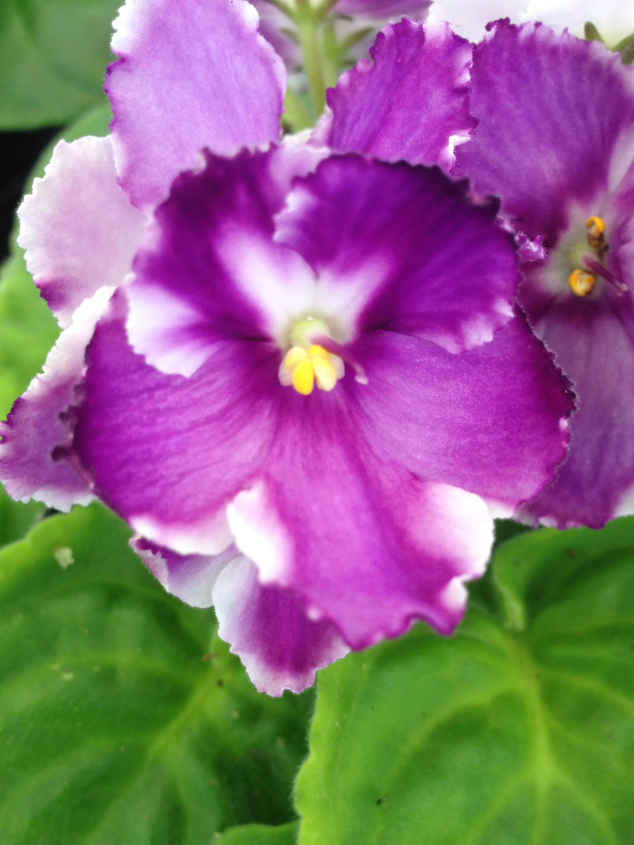 violet.1.JPG