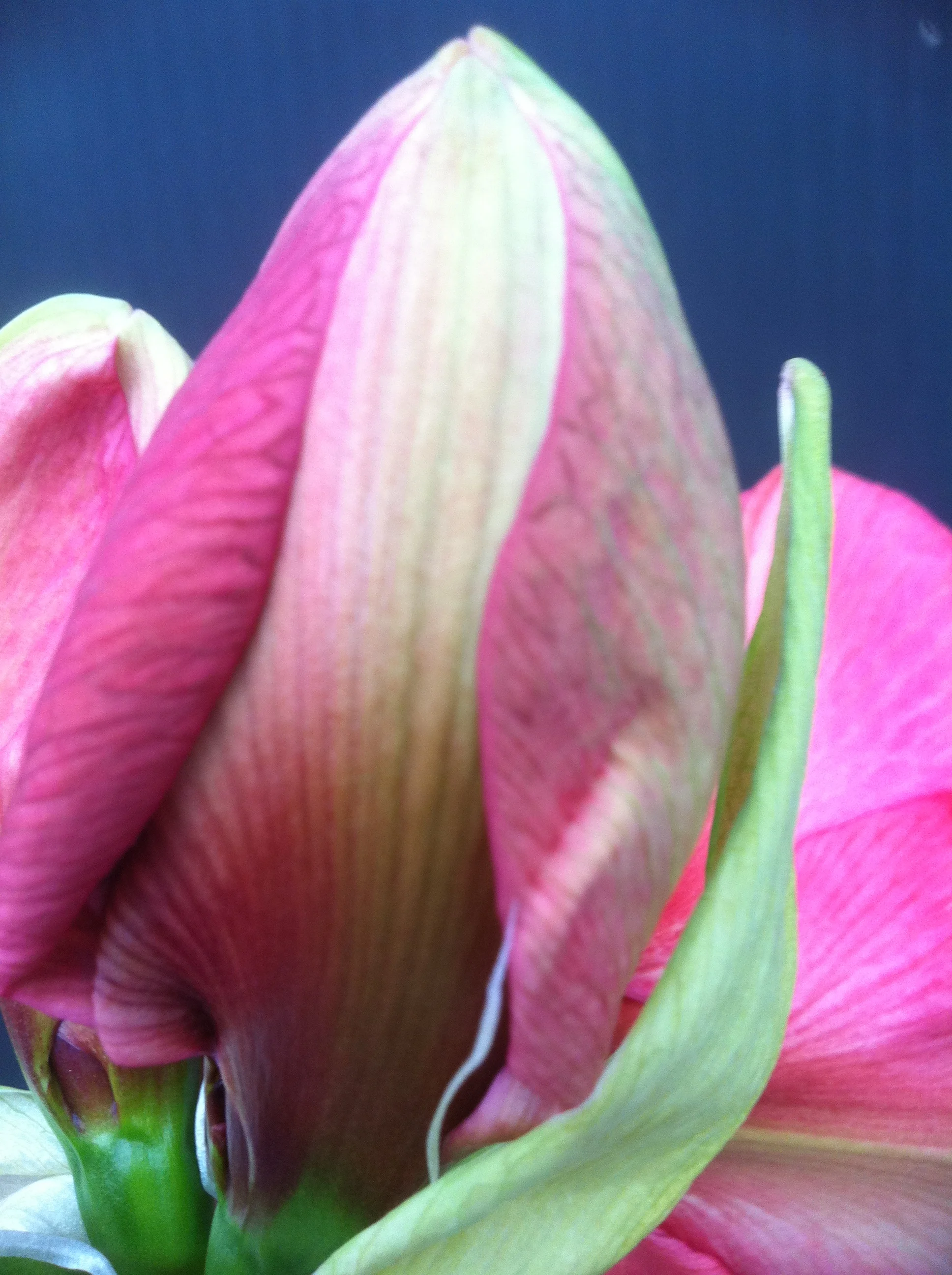 tulip.JPG