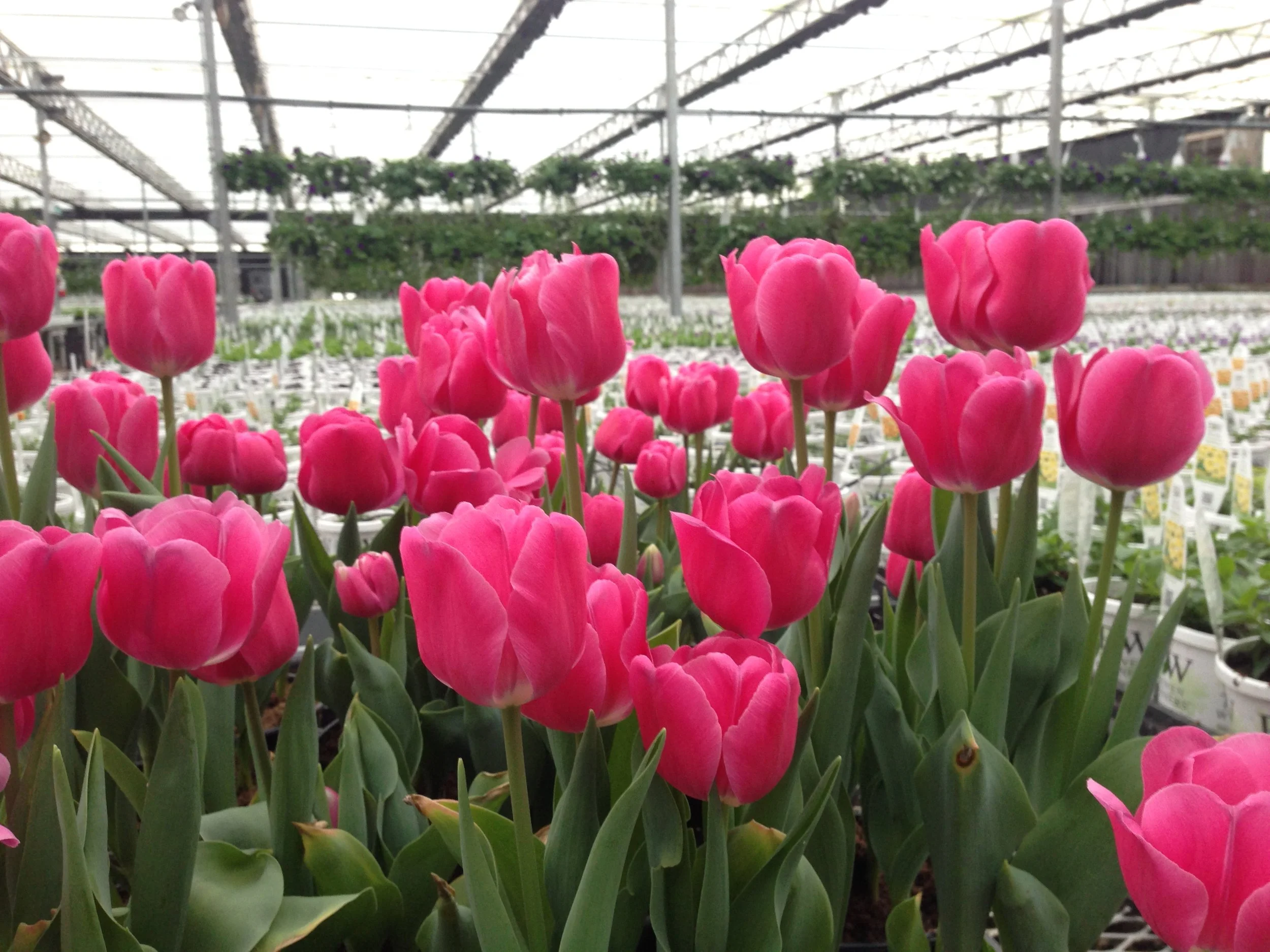 tulip.1.JPG