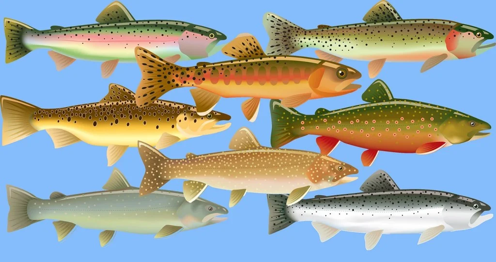 Trout.jpg