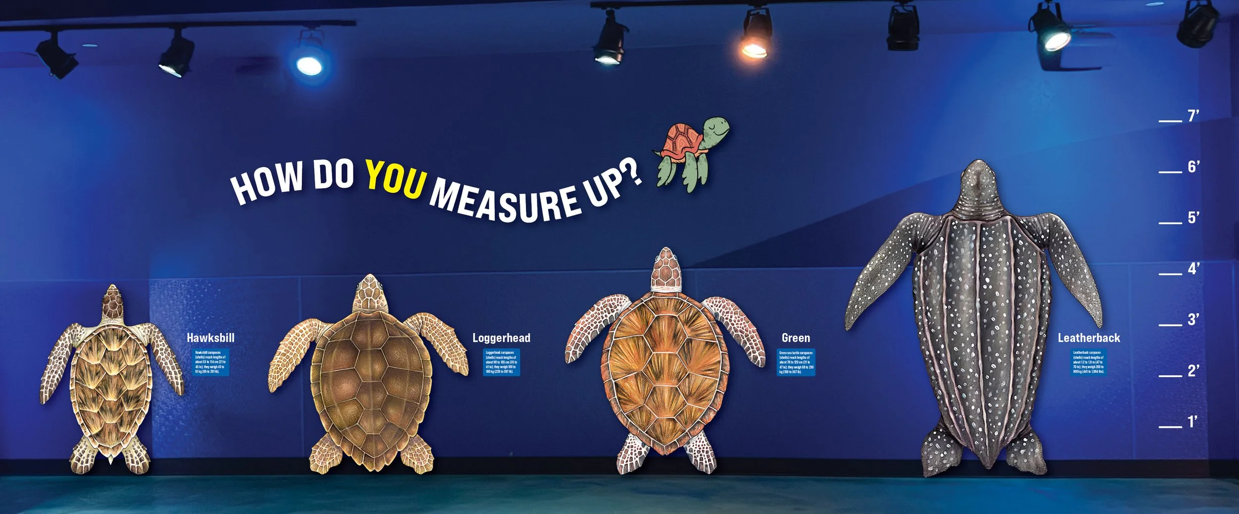 Turtle Display Wall