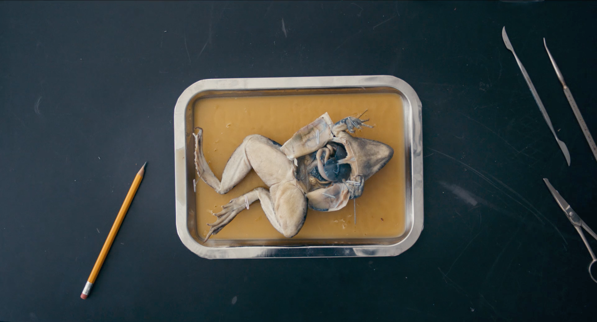 Screen Shot 2019-05-20 at 2.51.27 PM.png