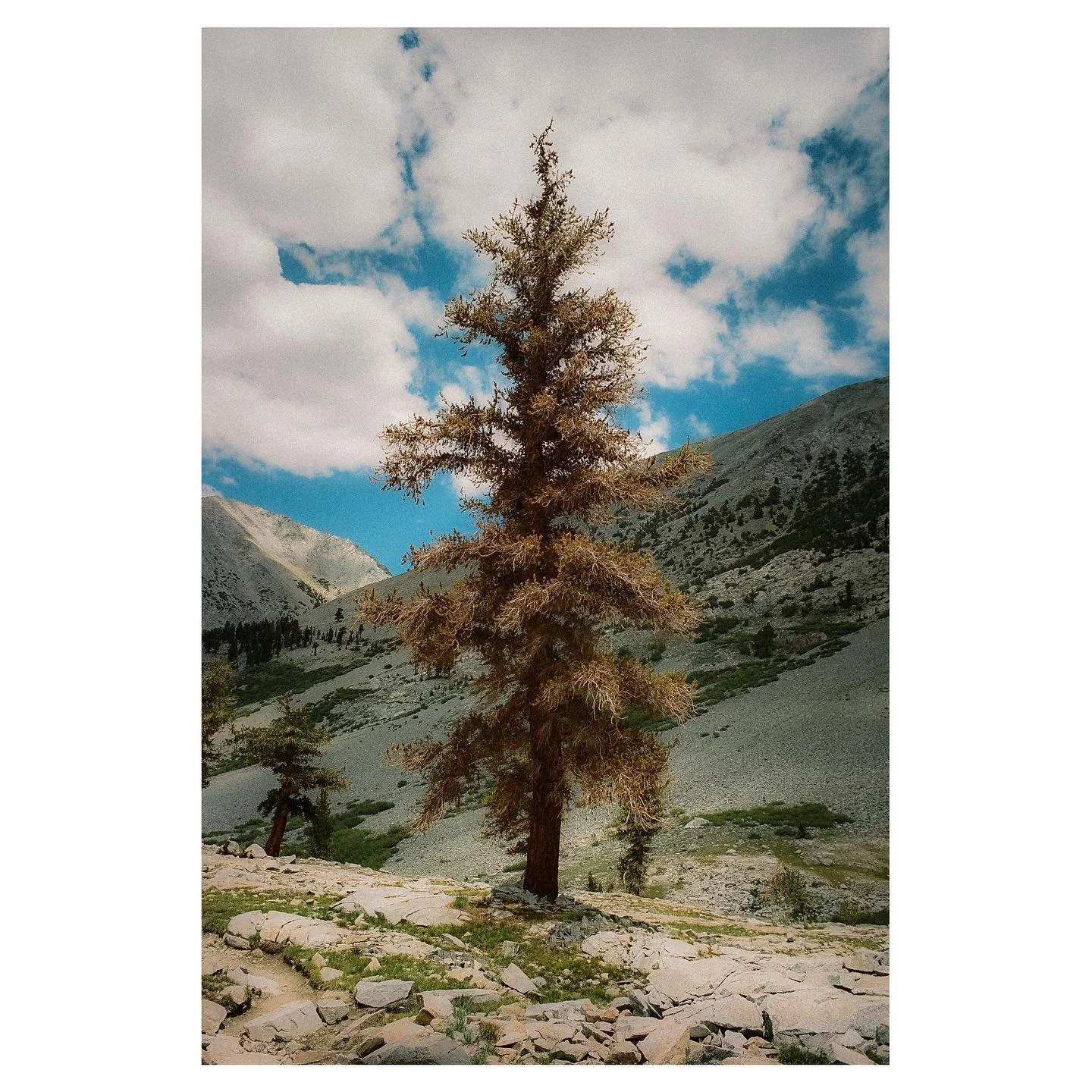 frames from a 40 mile jaunt thru the backwoods w/ @cooperbrowe 
&bull;
&bull;
&bull;
&bull;
&bull;
#filmphotography #35mm #nikon #kodak #portra400 #sequoianationalpark #sequoianationalforest