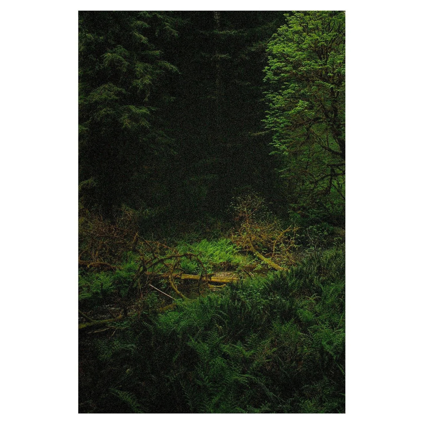 &bull;
&bull;
&bull;
&bull;
&bull;
#filmphotography #35mm #nikon #kodak #portra400 #california #redwoodforest