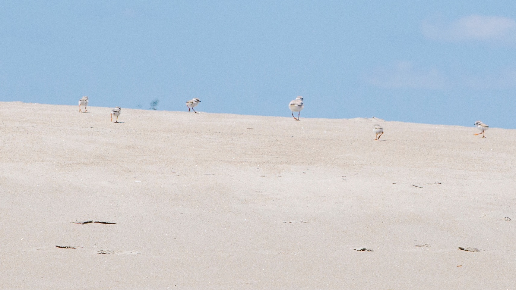   On the coast, shorebirds  and other wildlife flourish  