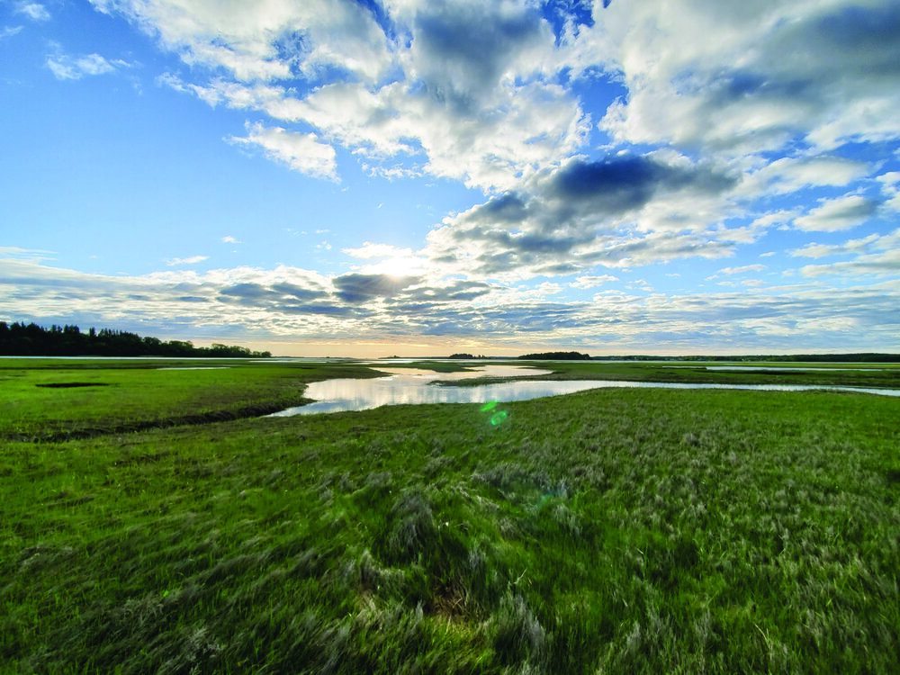Salt Marsh Trustees On The Coast Salt Marsh Trustees On The Coast