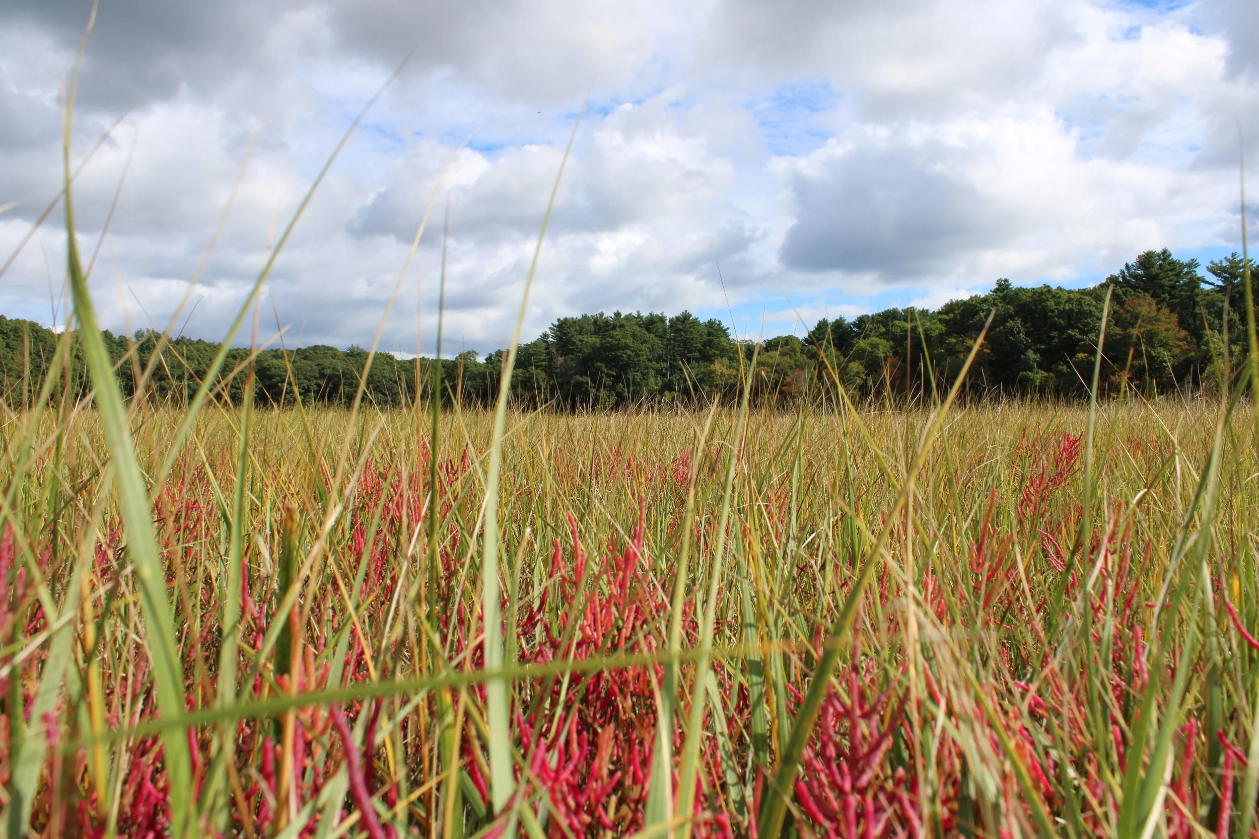 Photos: Marsh restoration tour &amp; demonstration