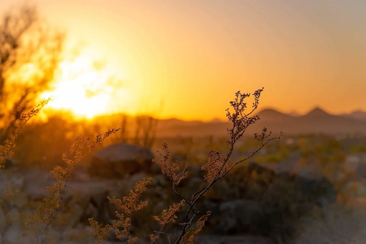 Claudia-Bouslough-sunset-desert-flower-scene-min-min.jpg