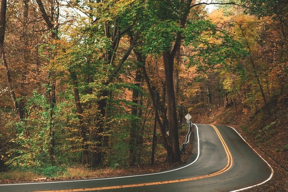 Claudia-Bouslough-rd-autumn-forest-min-min.jpg