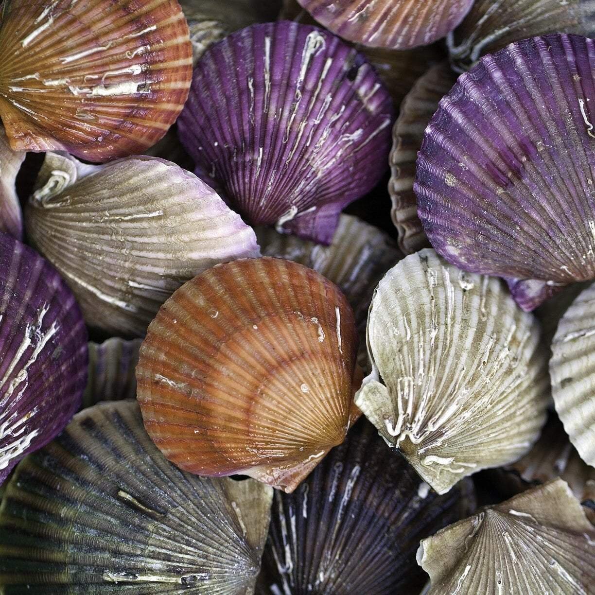 scallops in shells.jpg
