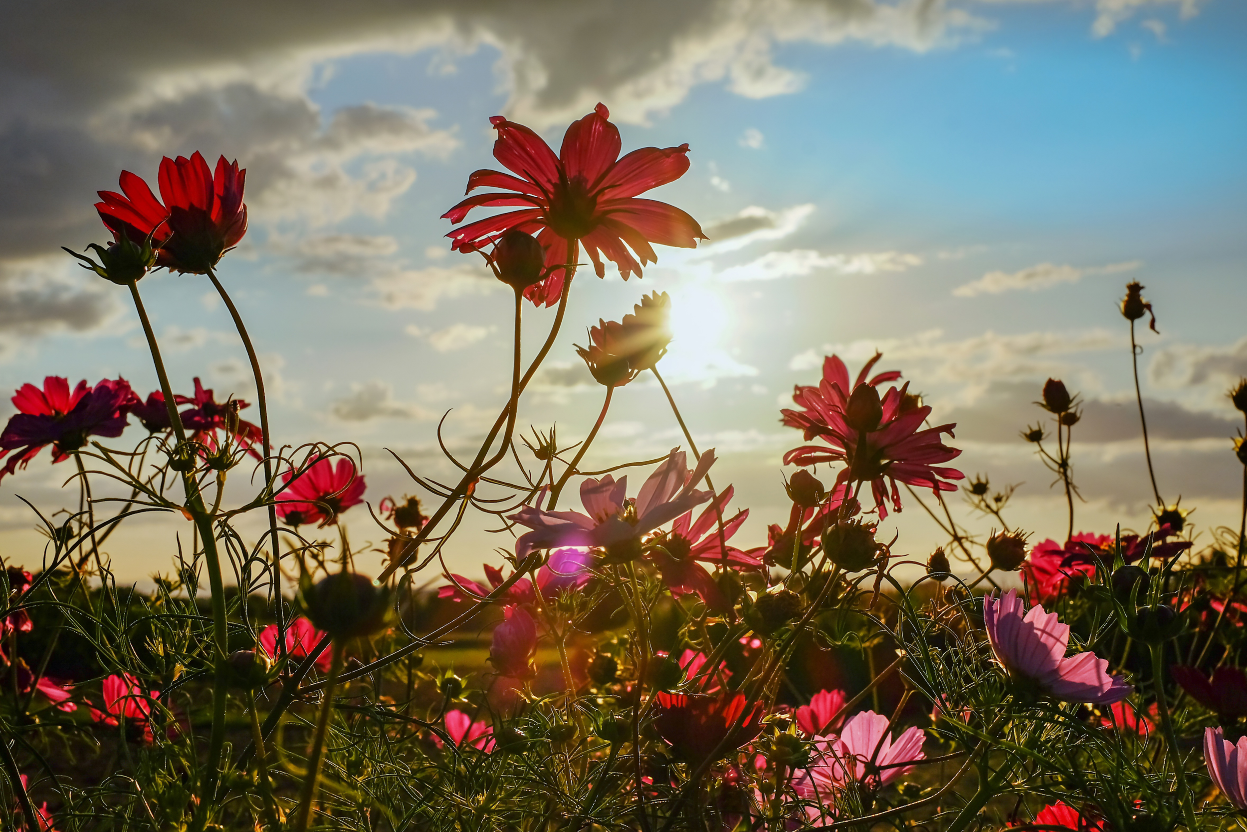 flowers in field.png
