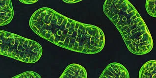 Is it your Mitochondria Malfunctioning? 