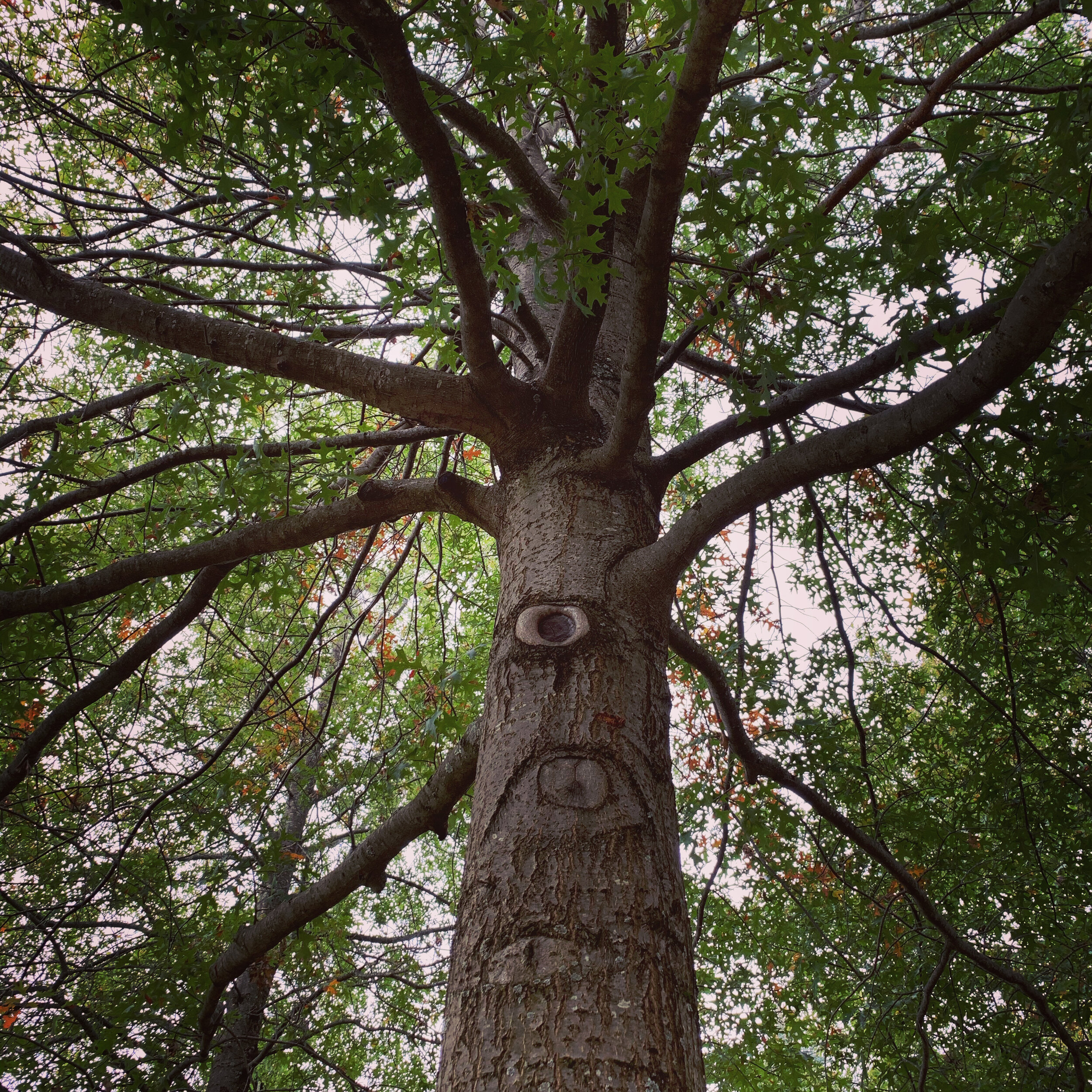 Found on the Woodstock grounds in Bethel, NY during the 2020 Fall Reset Retreat lead by Pineapple Yogi.