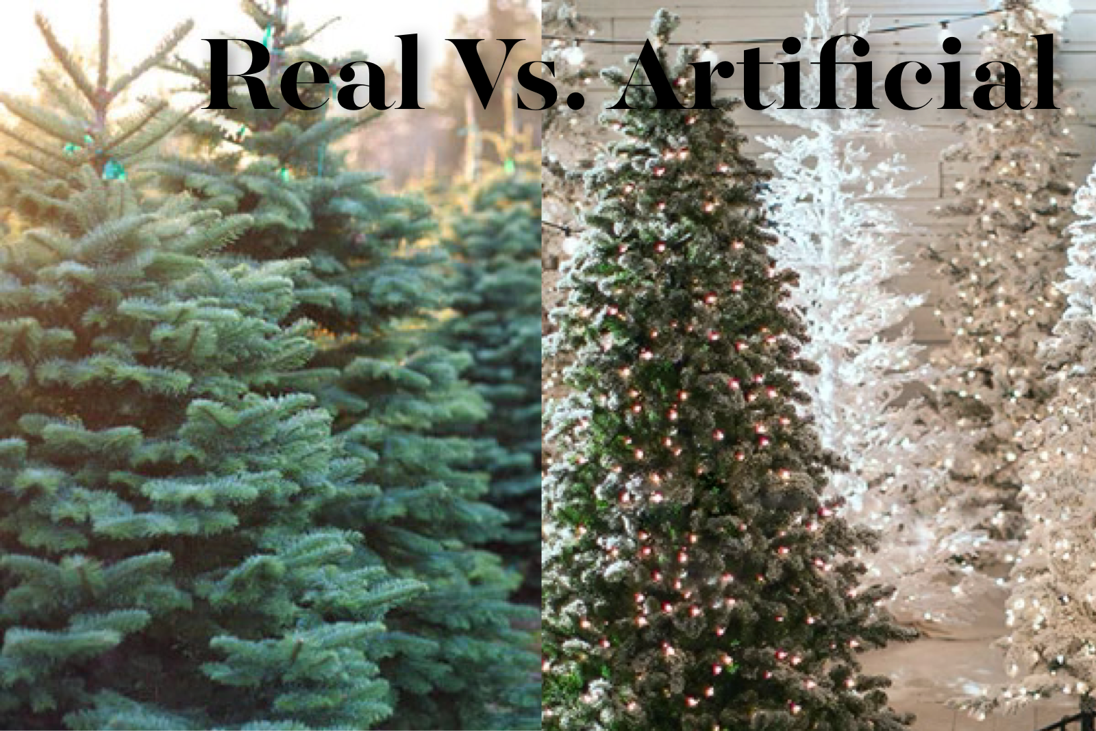 Is there any harm in buying a real Christmas tree? 