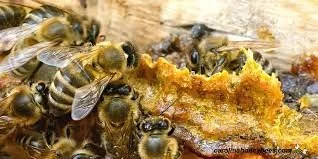 Propolis, the new BEST superfood