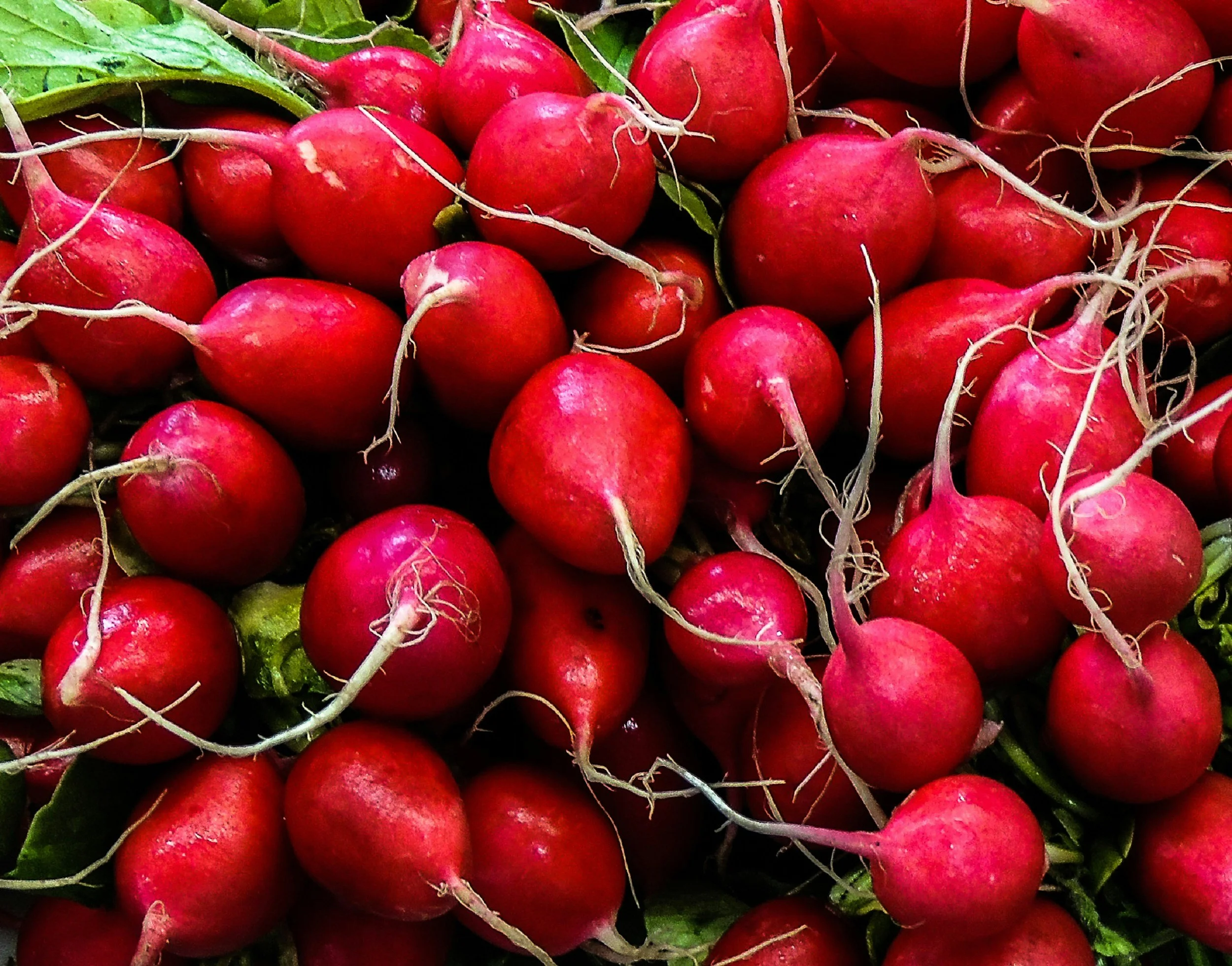 Radishes