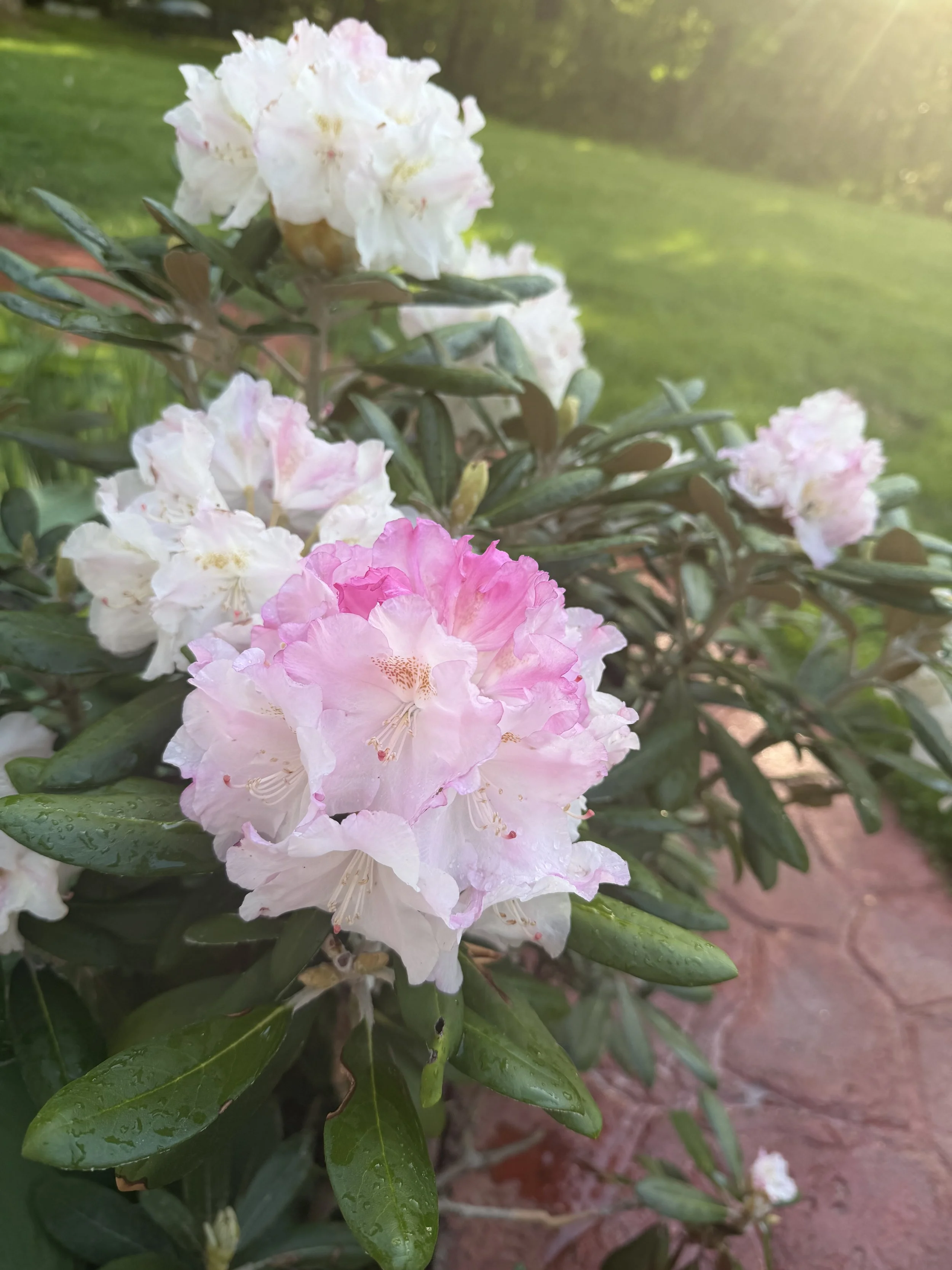 IMG_5785.jpeg
