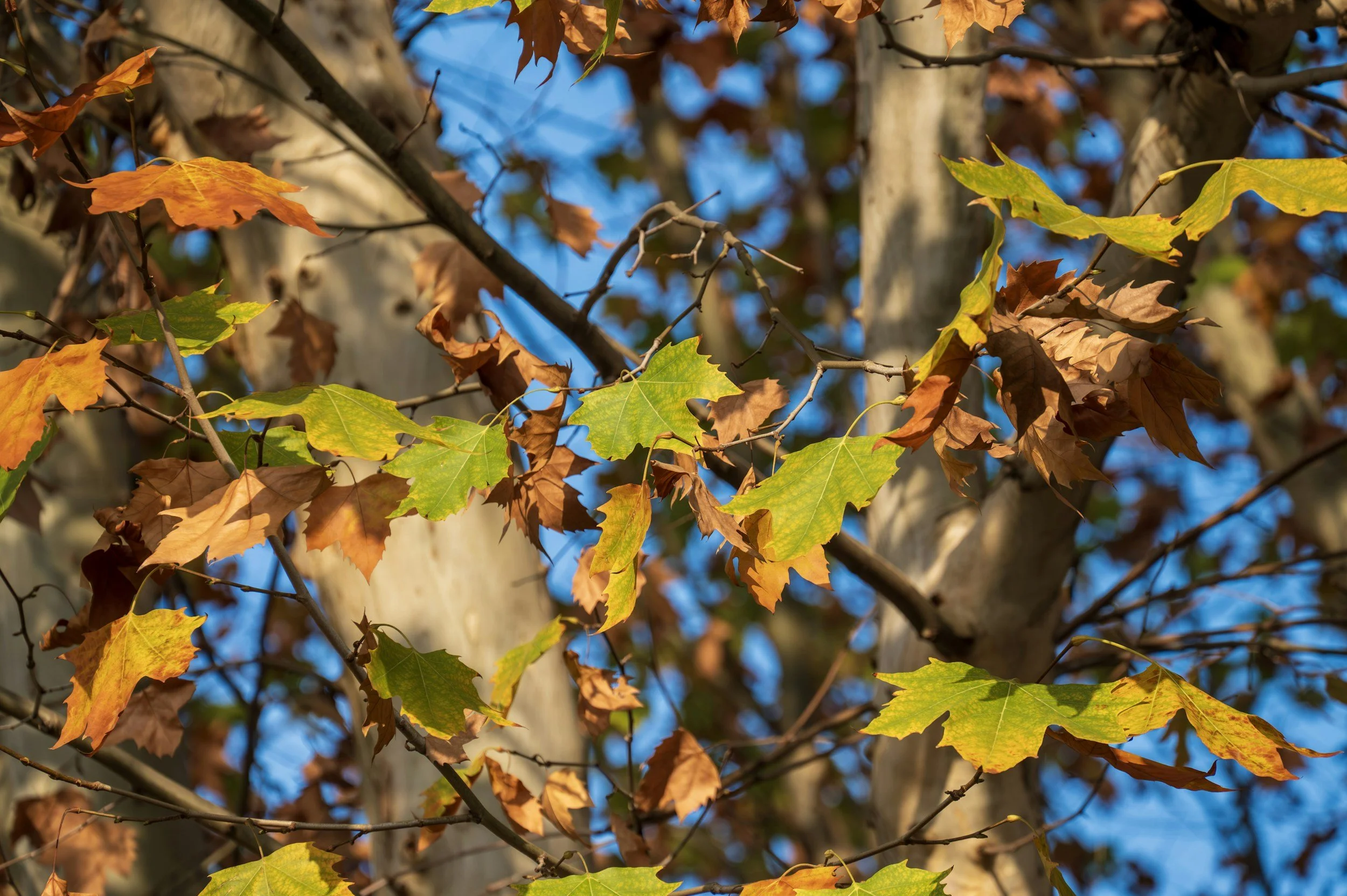 What the Trees Can Teach Us About Nourishment