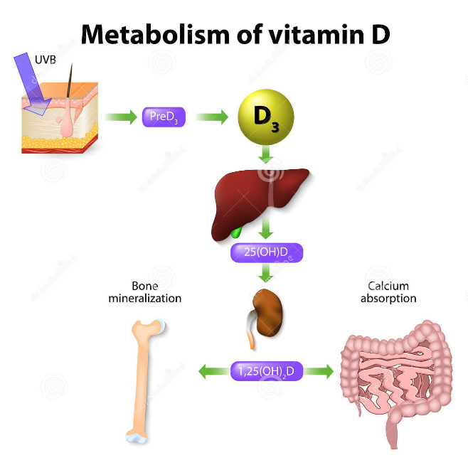 Metabolism of Vit D