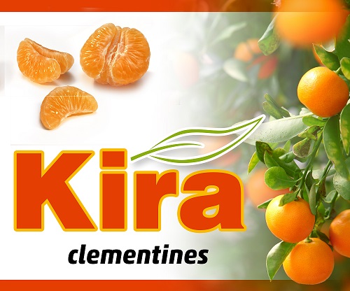KIRA clementines-LQ.jpg