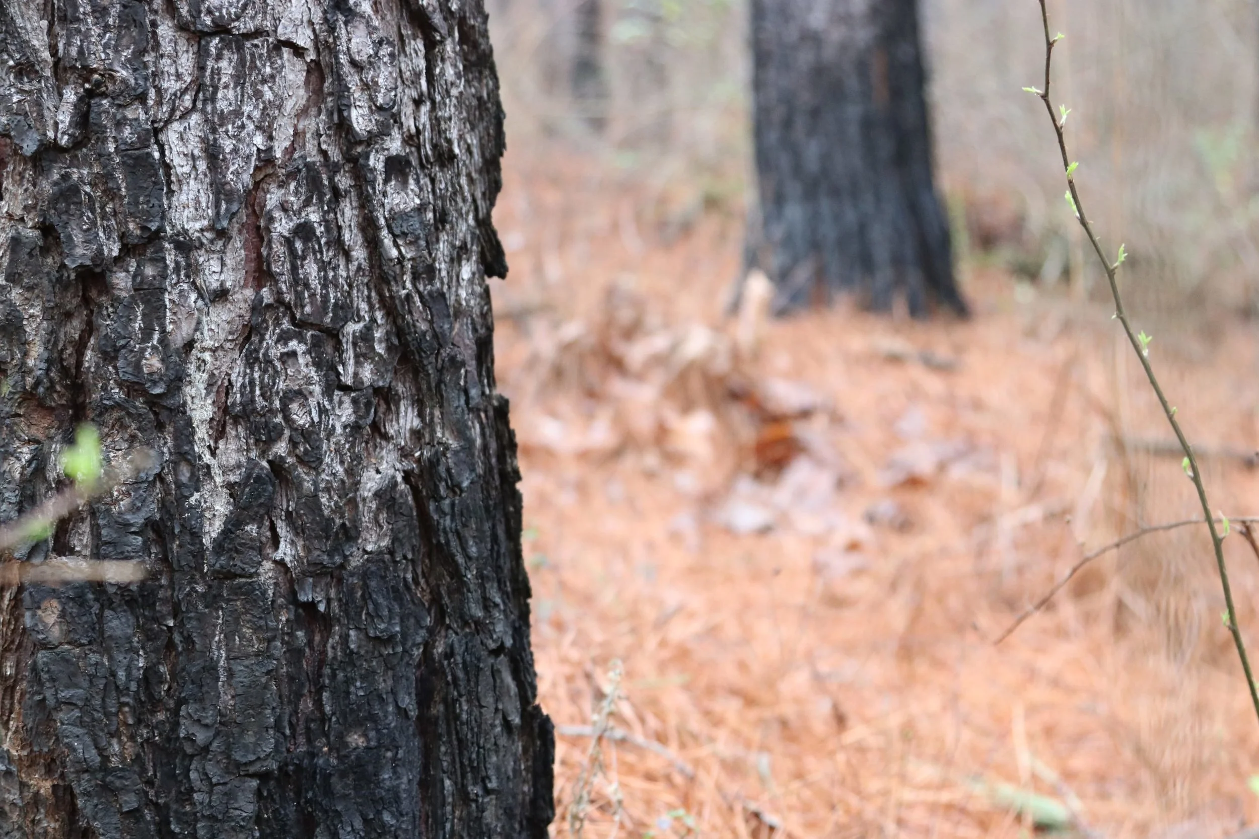 F2mc Forest picture.jpg