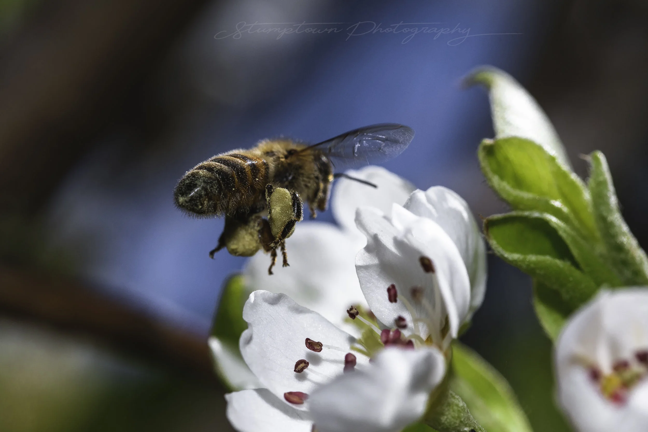 bee in flight.jpg