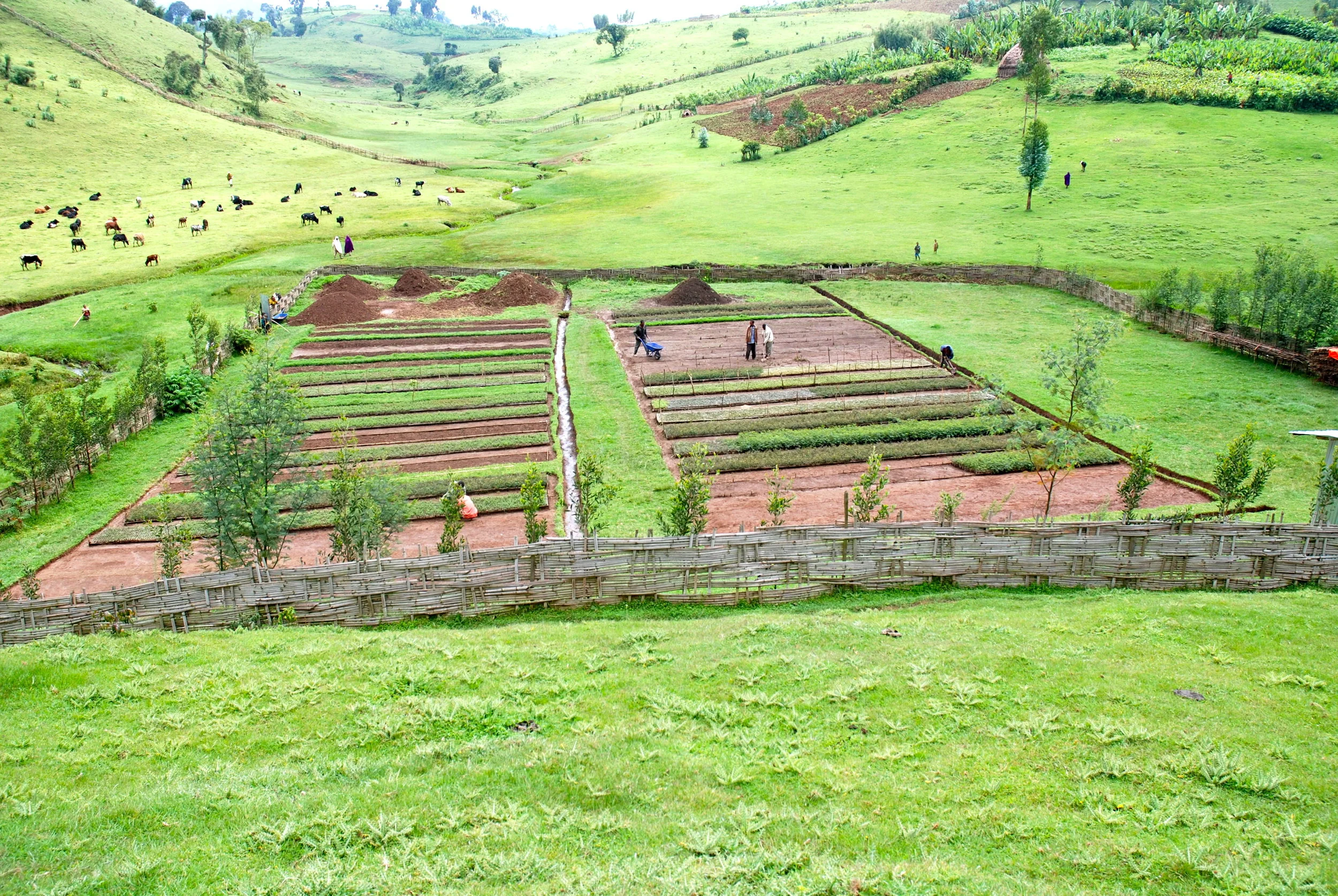 planting-trees-ethiopia_0.jpg