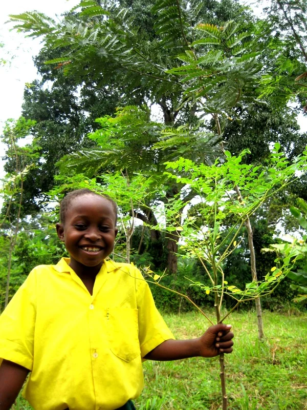 IMG_1149_moringa-2_sm.jpg