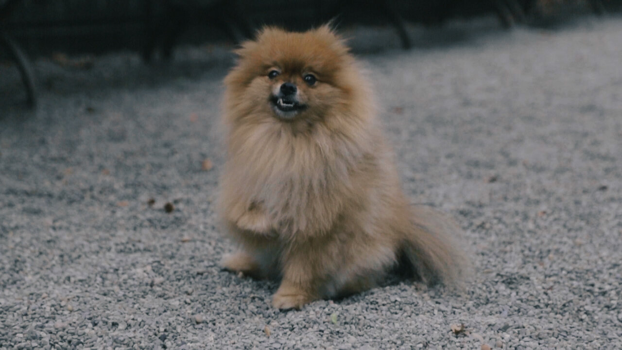 Dogs of New York - Jasper