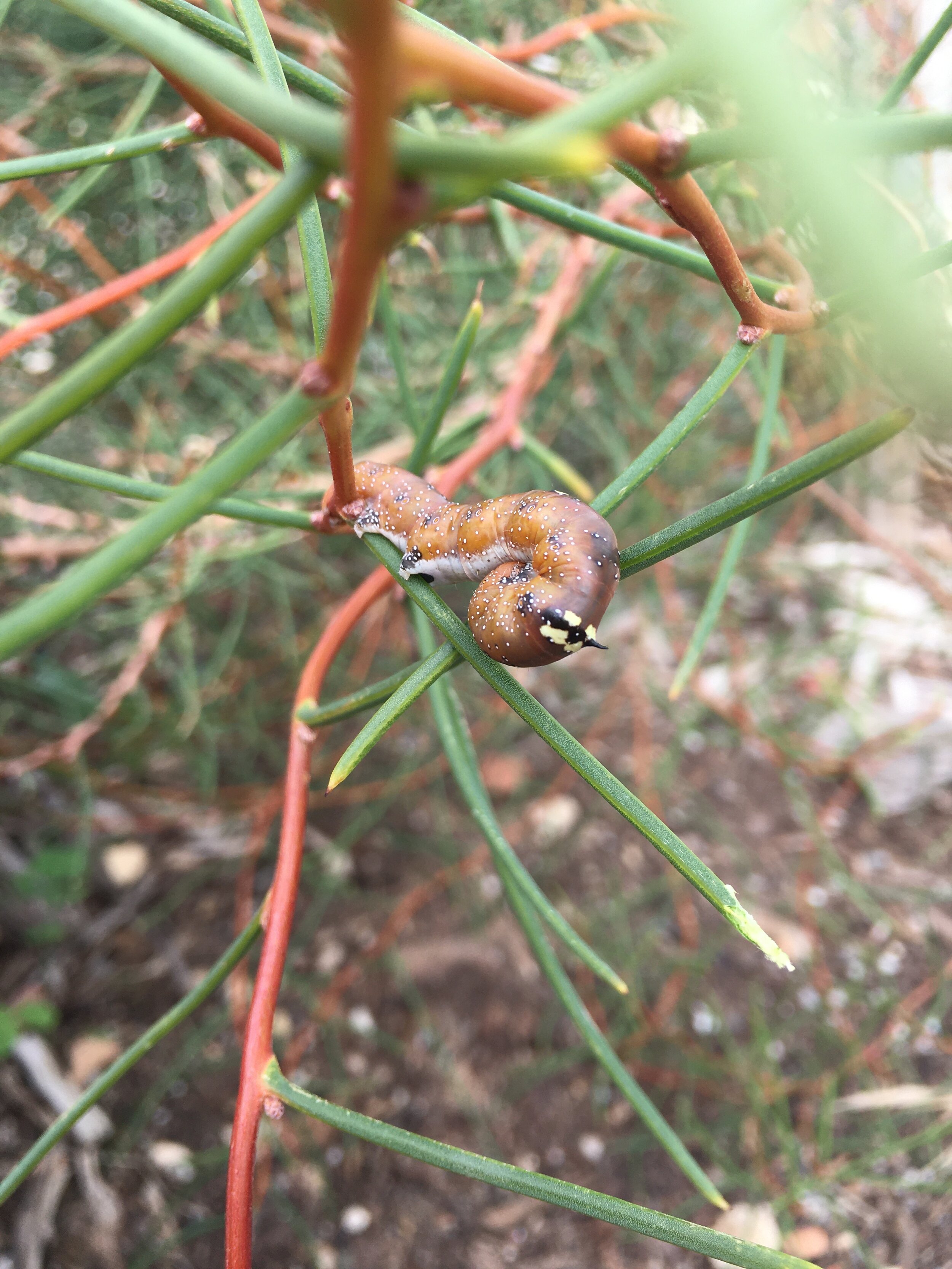 Hakea moth