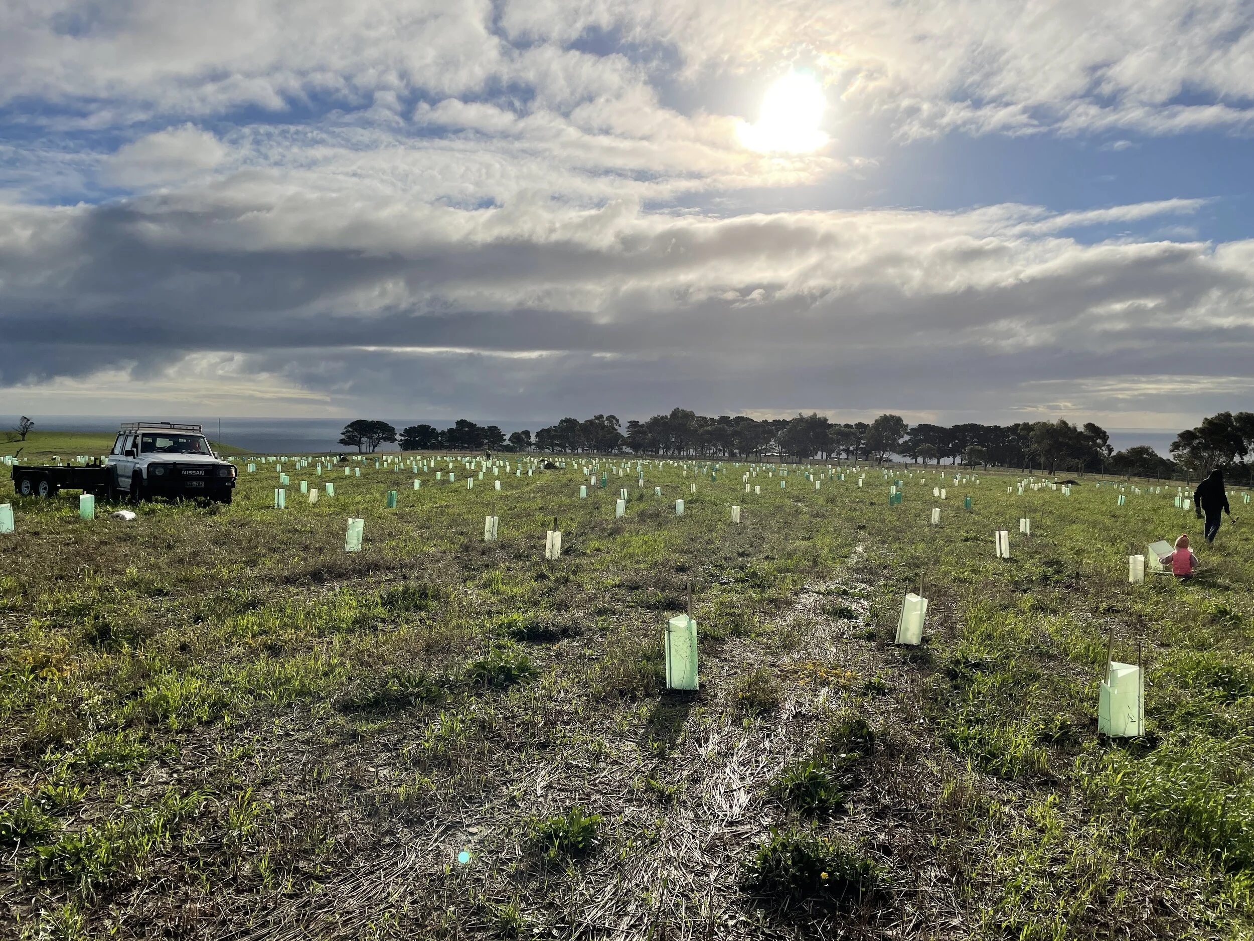 Power planting with Conservation Volunteers Australia