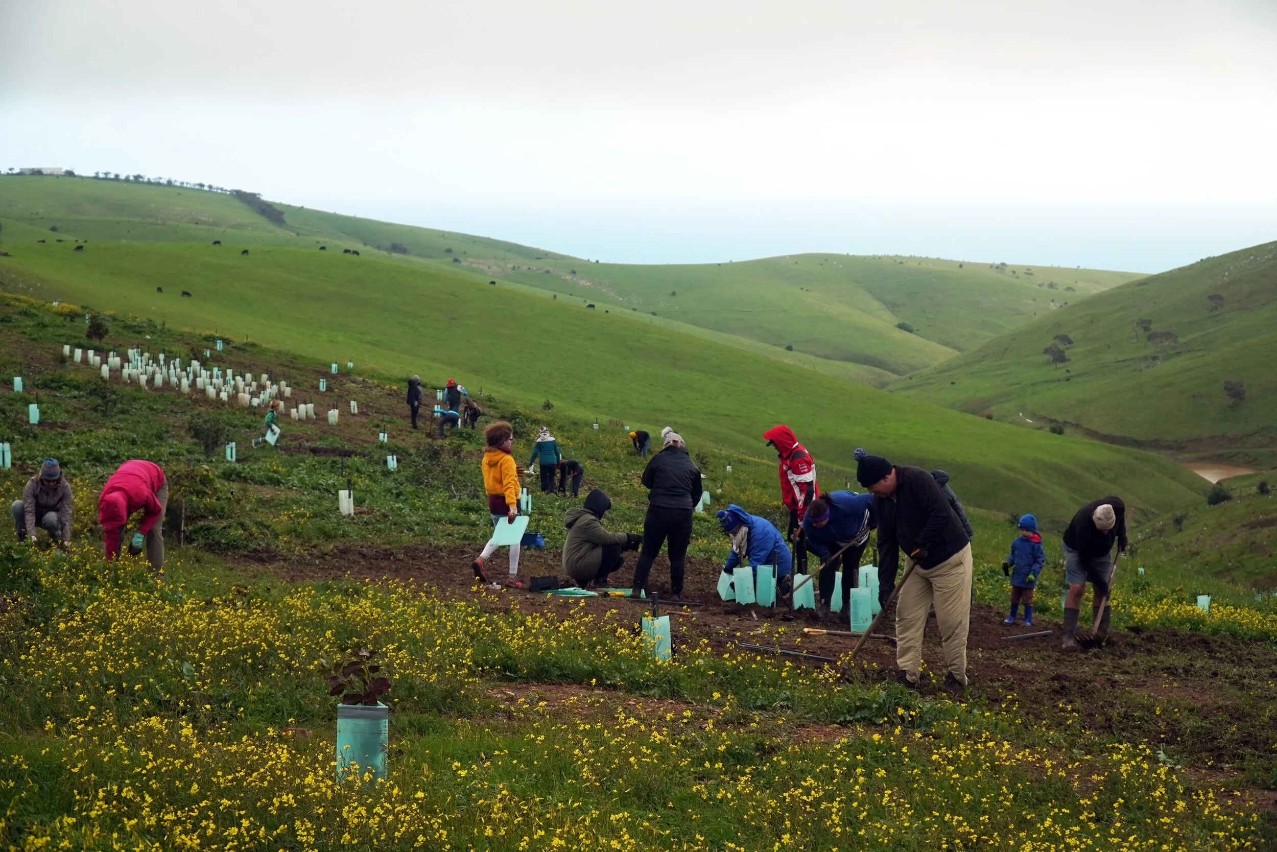 national tree day at The forktree project