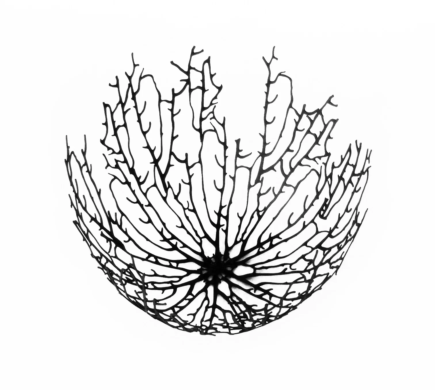 Fronds top view-Katrina Tyler-FEB 2009.jpg