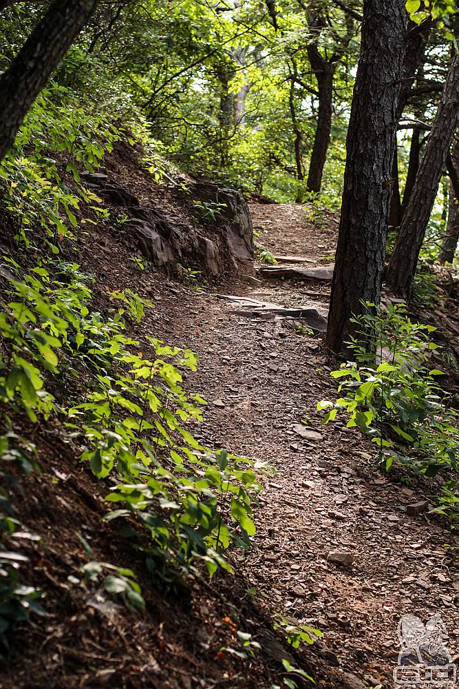Trail Building | Elevated Trail Design