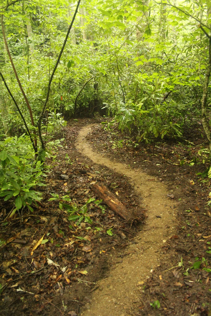 Hiking Trail North Carolina | Elevated Trail Design