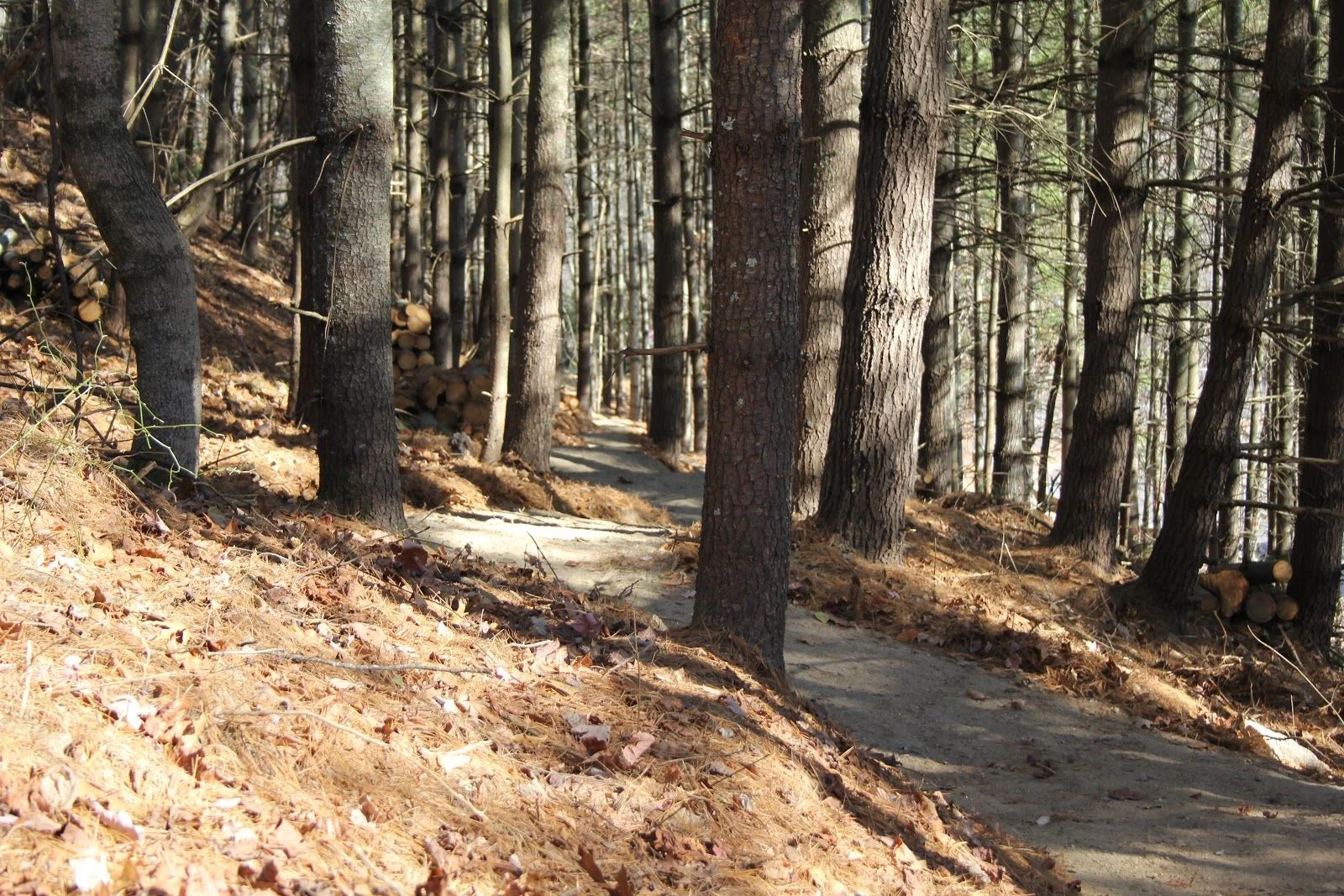 Bike Trail Build Design | Elevated Trail Design