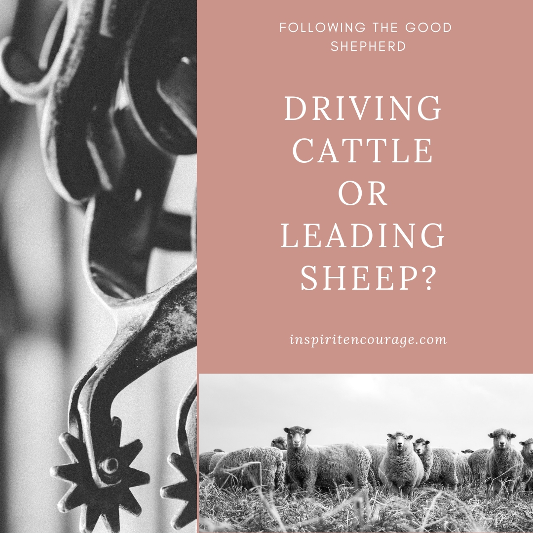 shepherd leader.jpg