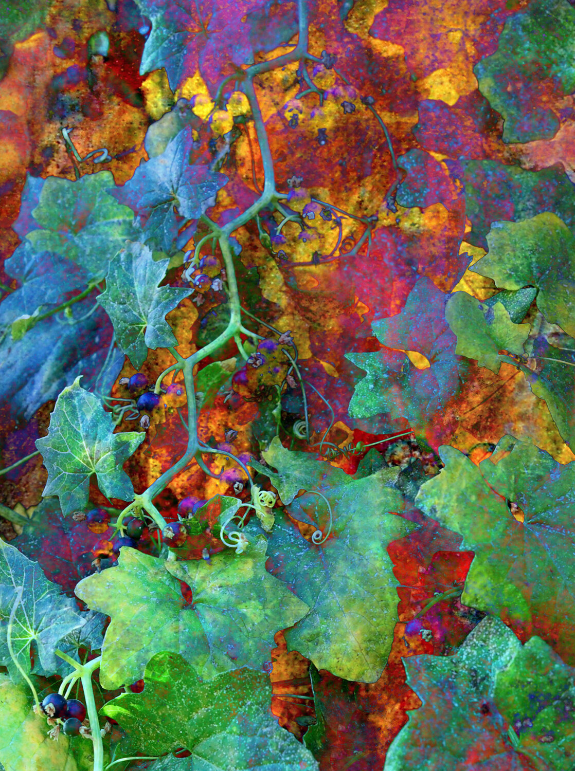 Autumn Tendrils 1500 px.jpg