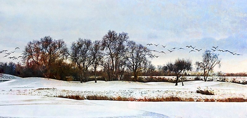 Winter Flight Song Snow Golf Birds 800.jpg
