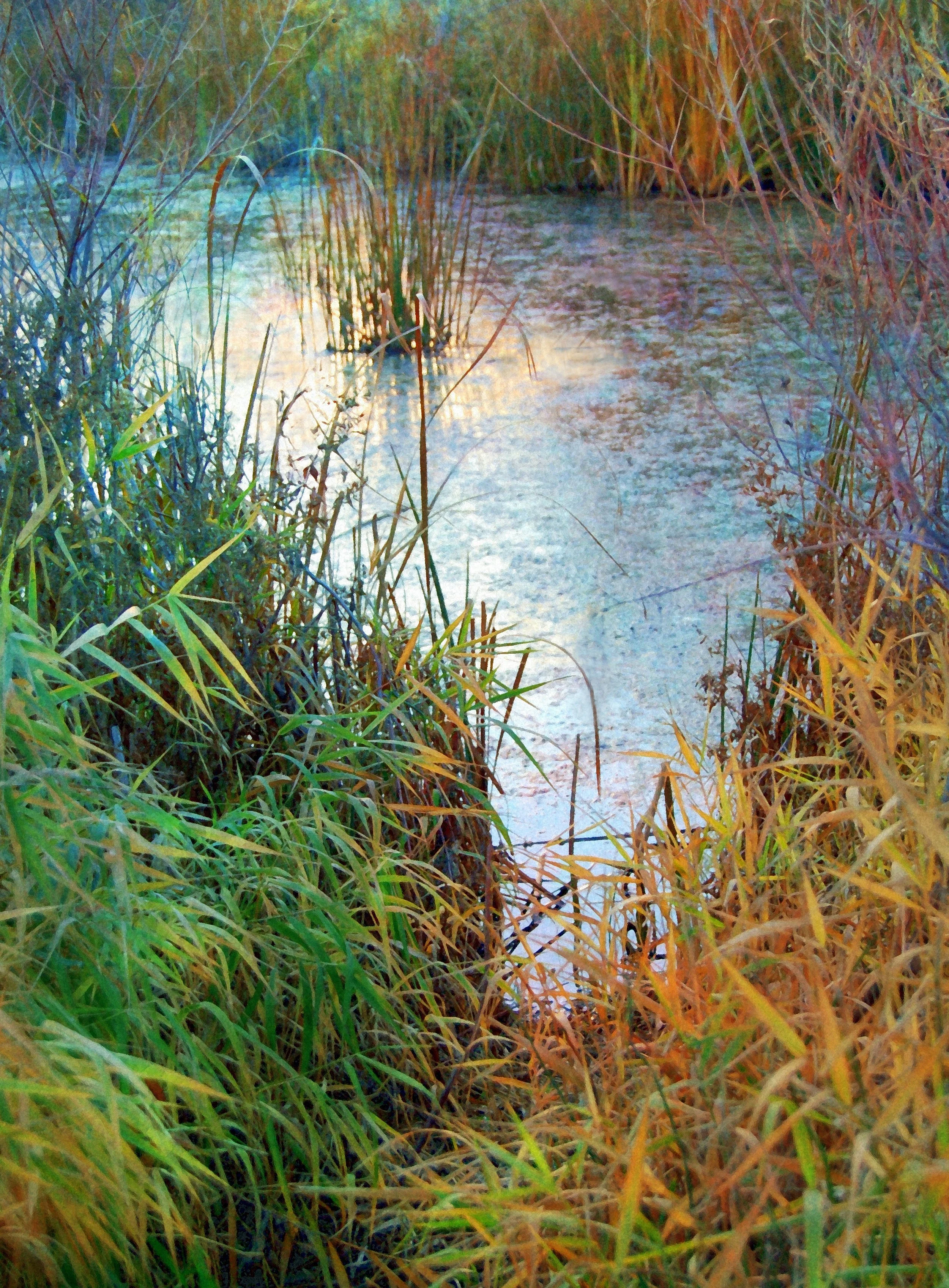 Shimmering Stillness 19 x14.jpg