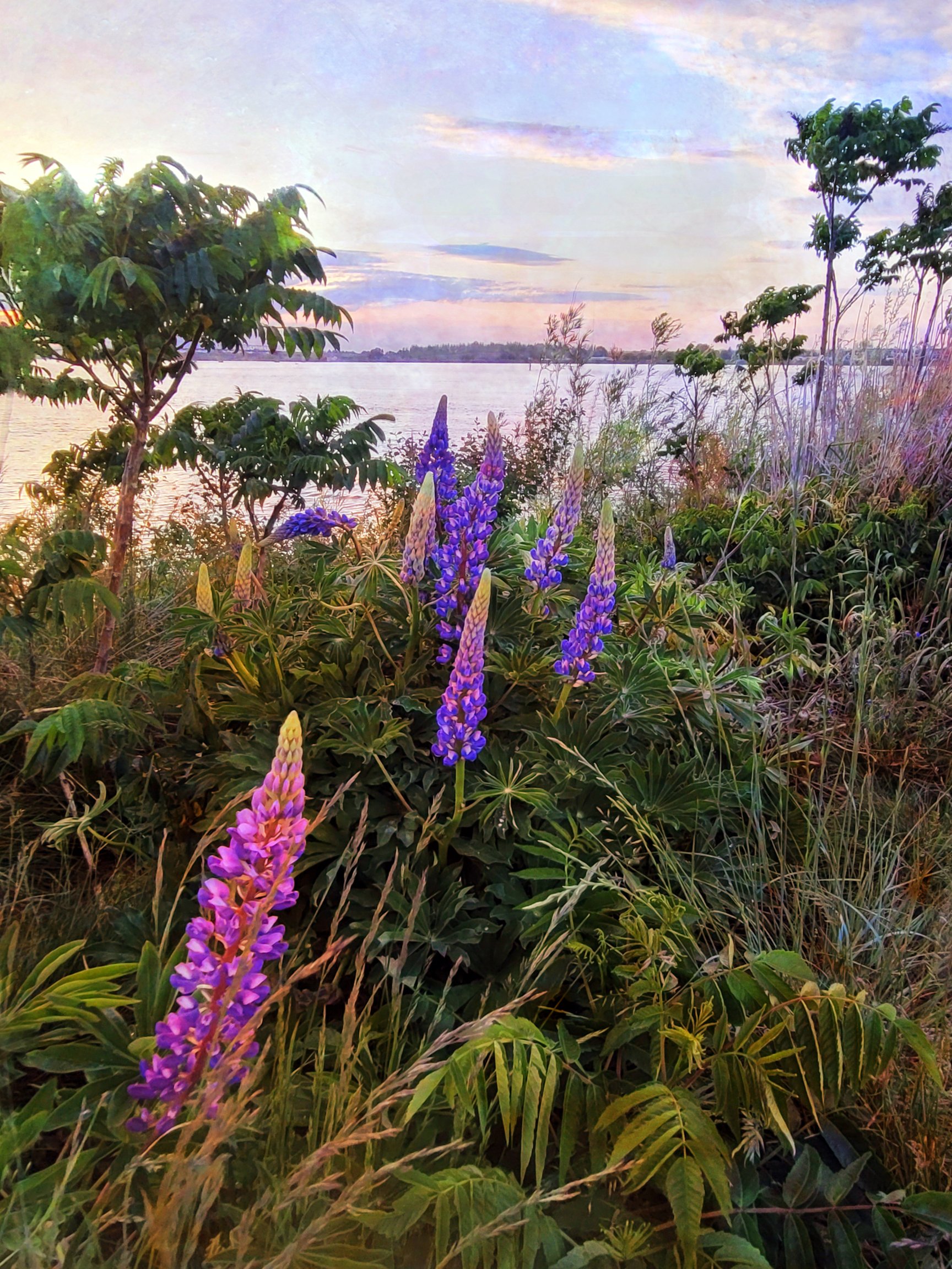 Among the Lupines small.jpg