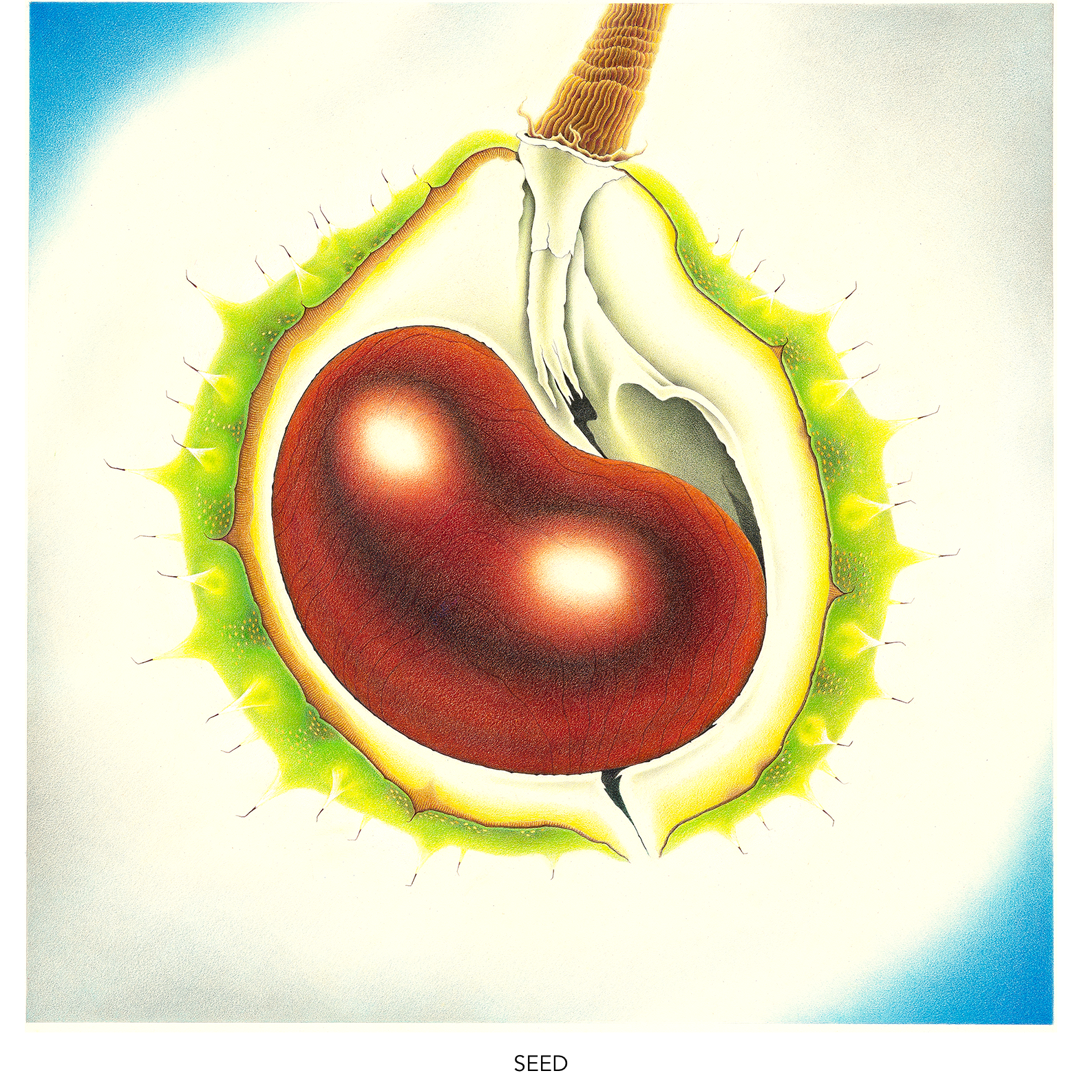 35-seed-titled-1572.png