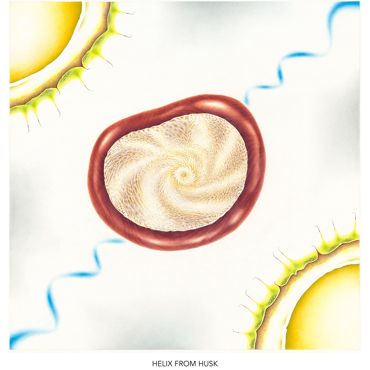 39-helix-from-husk-titled-1572.png